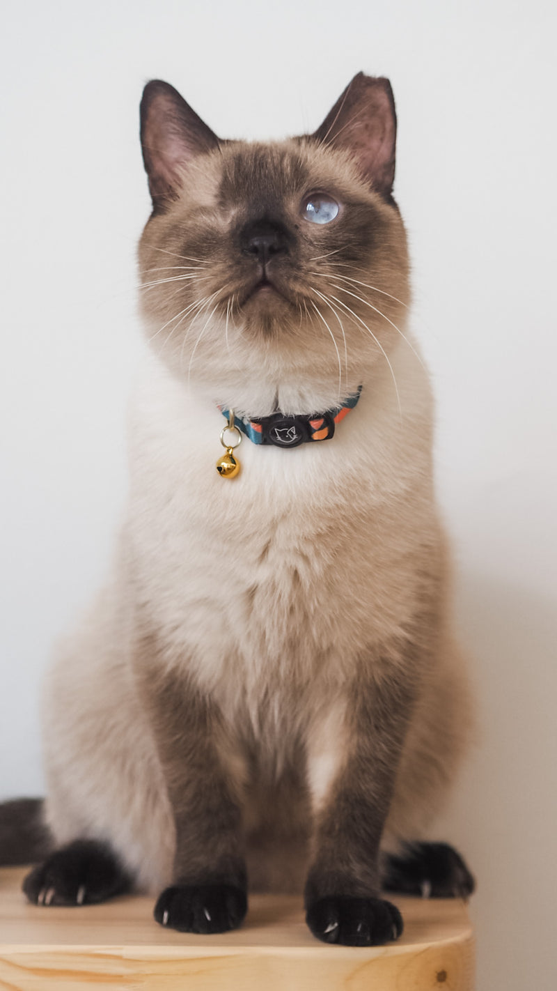 Gentle Pup-Cat Collar Razzle Dazzle-Front