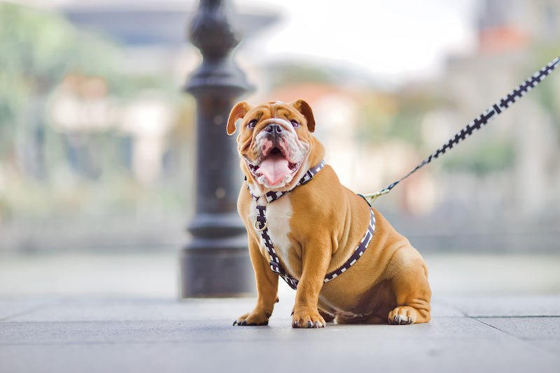 Gentle Pup-Maxi Harness-Lucky Lotto-Bulldog