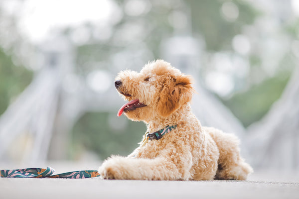 Gentle Pup-Coco Congo Dog Collar-Labradoodle