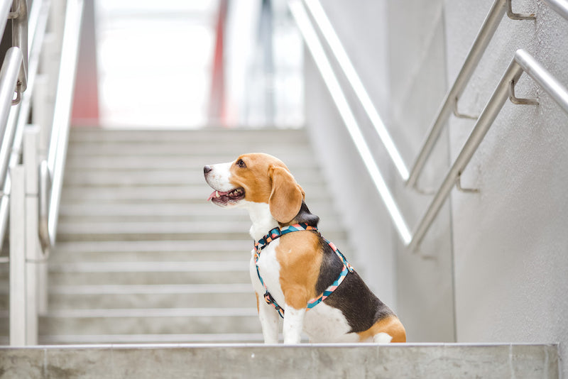 Gentle Pup-Dog Harness-Razzle Dazzle-Beagle