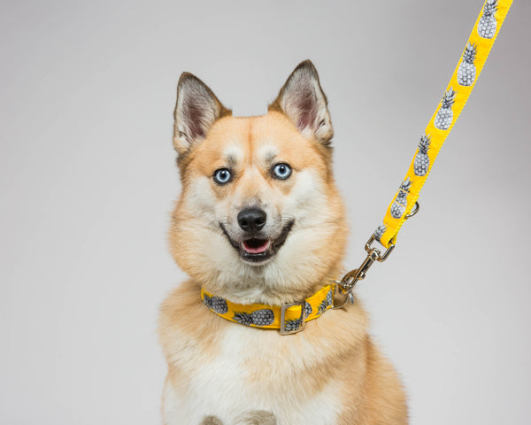Prunkhund-Pineapple Yellow Dog Collar-Husky