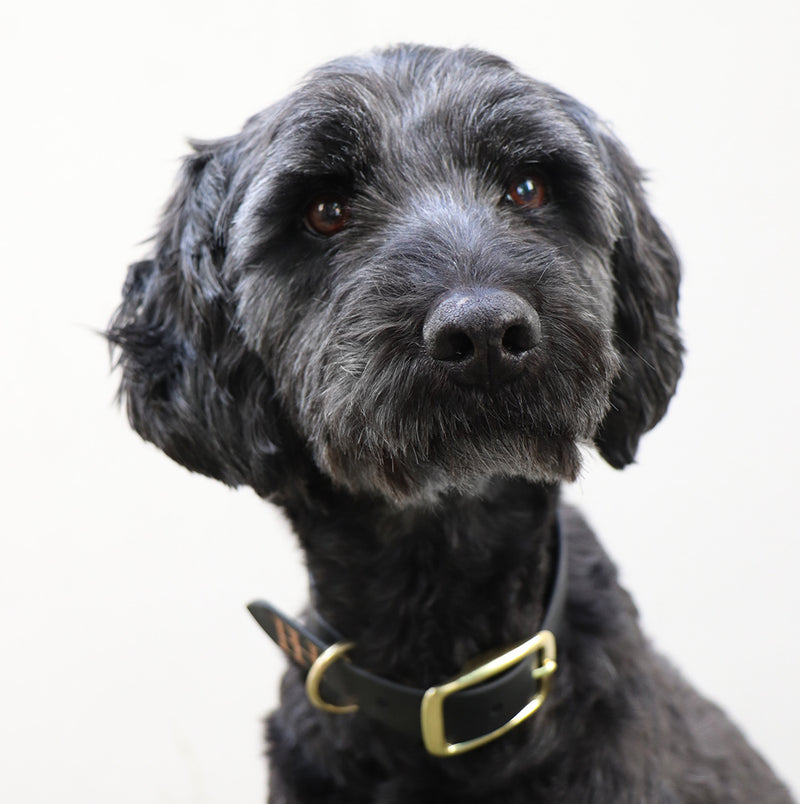 Prunkhund-Black Waterproof Dog Collar-Detail