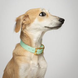 Seafoam Dog Collar (personalise me)