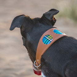 Shuka Blue Hound Collar