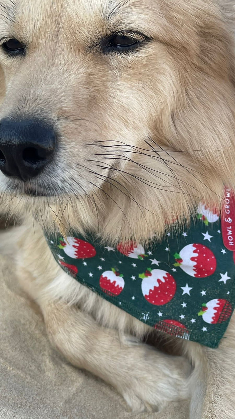 Howl &  Growl_Dog Bandana_Christmas pudding_ dog