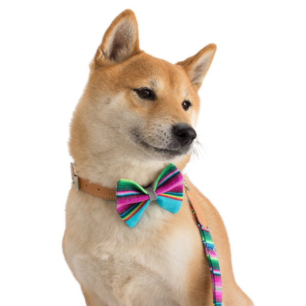 Inca Blue Dog Collar -Lifestyle