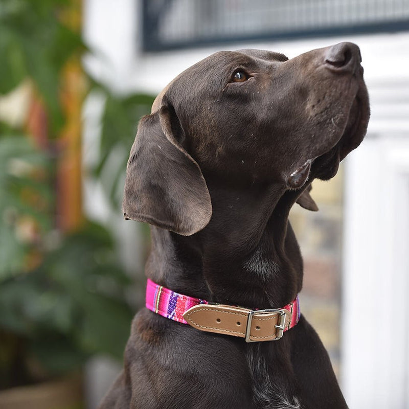 Inca Pink Dog Collar-Lifestyle 