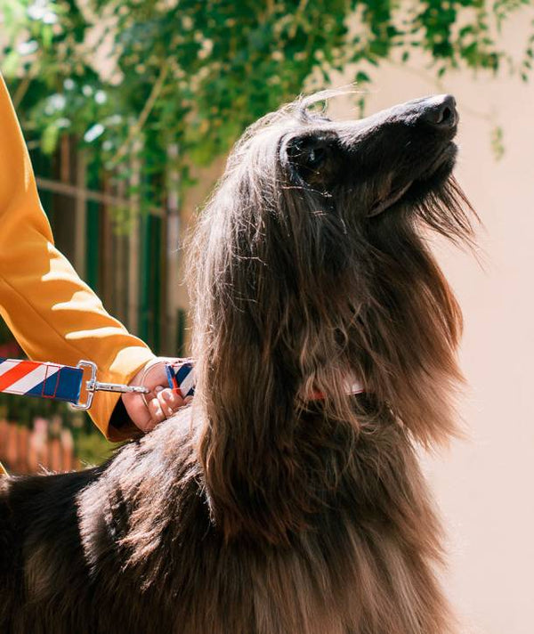 Brott-Beleser Martingale Greyhound Collar-Afghan Hound 