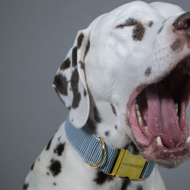 Prunkhund Riviera Blue Dog Collar-Dalmatian