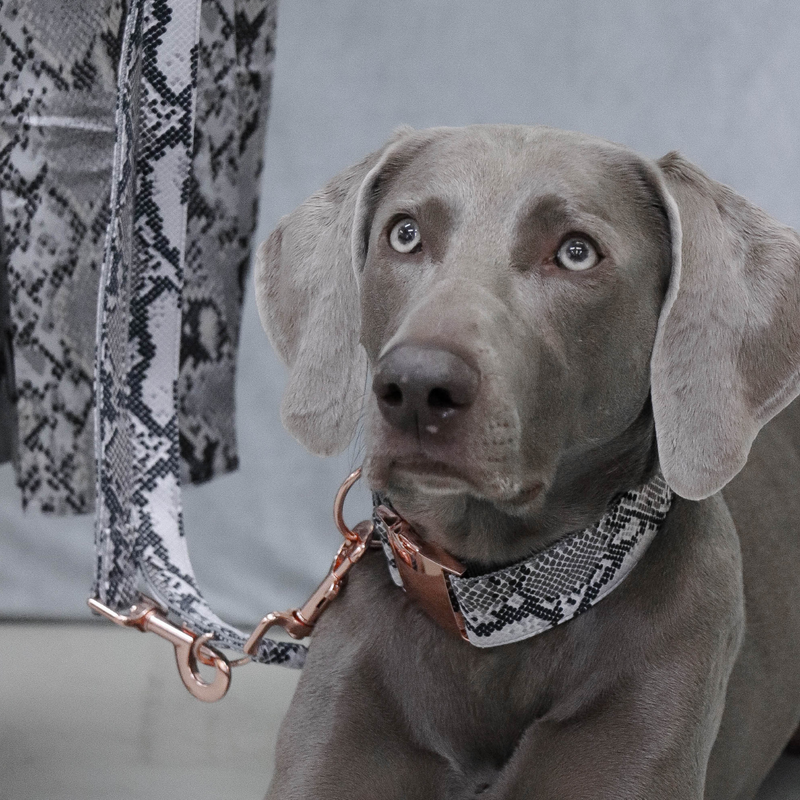 Prunkhund-Python Dog Collar Weimeraner